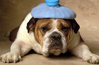bulldog-enfermo.jpg