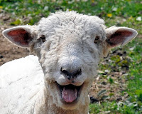 happy-sheep.jpg