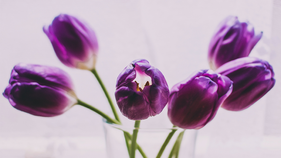 blog-ruth-tulipes-8m